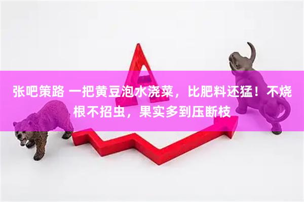 张吧策路 一把黄豆泡水浇菜，比肥料还猛！不烧根不招虫，果实多到压断枝